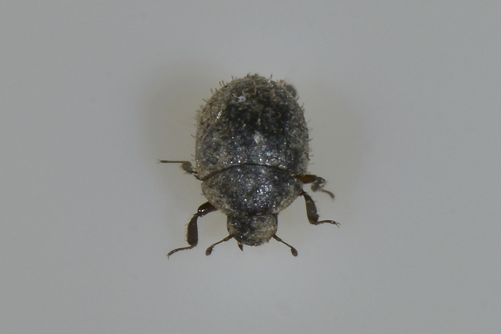 Chaetophora spinosa, Byrrhidae